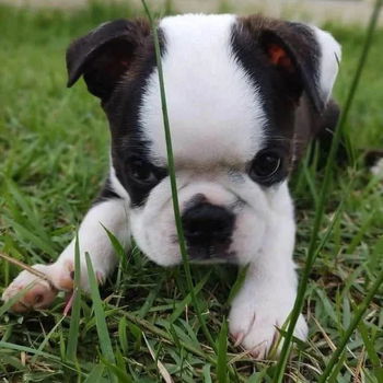 Boston Terrier puppy voor herplaatsing met kooi - 0