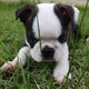 Boston Terrier puppy voor herplaatsing met kooi - 0 - Thumbnail