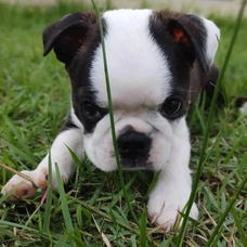 Boston Terrier puppy voor herplaatsing met kooi