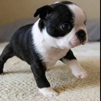 Boston Terrier puppy voor herplaatsing met kooi - 1