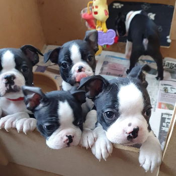 Boston Terrier puppy voor herplaatsing met kooi - 2