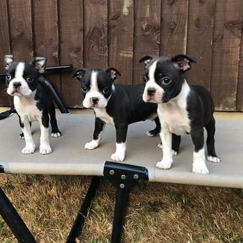 Boston Terrier puppy voor herplaatsing met kooi - 0