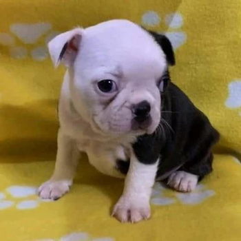 Boston Terrier puppy voor herplaatsing met kooi - 1