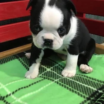 Boston Terrier puppy voor herplaatsing met kooi - 2