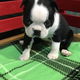 Boston Terrier puppy voor herplaatsing met kooi - 2 - Thumbnail