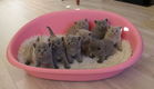 Britse korthaar kittens klaar voor verkoop - 0 - Thumbnail