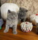 Britse korthaar kittens voor herplaatsing - 0 - Thumbnail