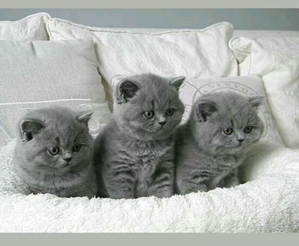 Blue Scotish fold kittens nu beschikbaar. - 0