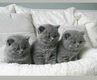 Blue Scotish fold kittens nu beschikbaar. - 0 - Thumbnail