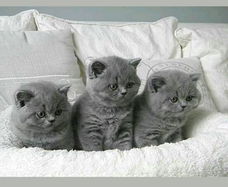 Blue Scotish fold kittens nu beschikbaar.