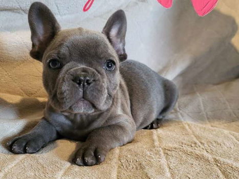 Mooie Blauwe Franse Bulldog pups. - 0