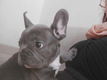 Mooie Blauwe Franse Bulldog pups. - 2 - Thumbnail