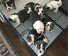 KC Engelse Bulldog pups - 0 - Thumbnail