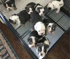 KC Engelse Bulldog pups