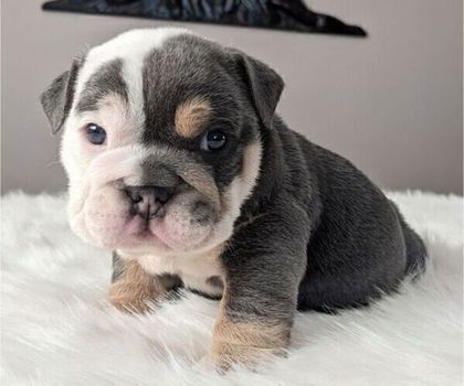 KC Engelse Bulldog pups - 1