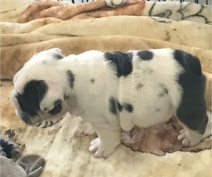 KC Engelse Bulldog pups - 2