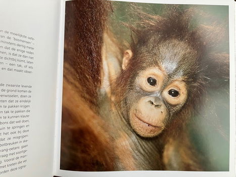 Apen in de wildernis - Ingo Arndt - 4