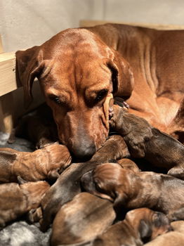 Rhodesian Ridgeback pups te koop - 0