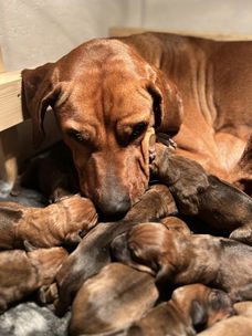 Rhodesian Ridgeback pups te koop