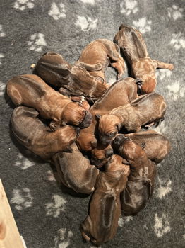 Rhodesian Ridgeback pups te koop - 1