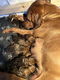 Rhodesian Ridgeback pups te koop - 2 - Thumbnail