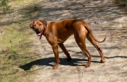 Rhodesian Ridgeback pups te koop - 3