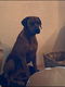 Rhodesian Ridgeback pups te koop - 4 - Thumbnail