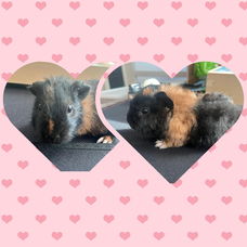 2 lieve cavia zeugjes