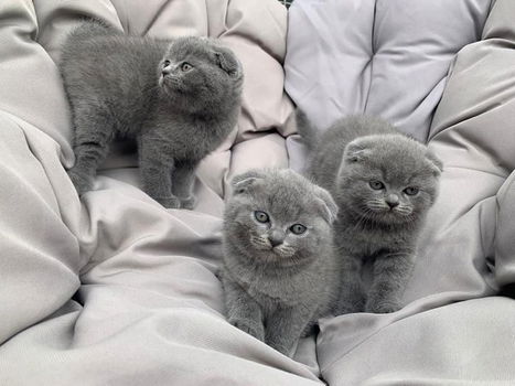 Scottish Fold Kittens te koop. - 0