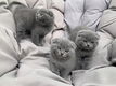 Scottish Fold Kittens te koop. - 0 - Thumbnail