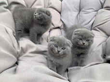 Scottish Fold Kittens te koop.