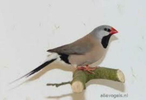 split voor grijze spitsstaartamadines losse vogels - 1