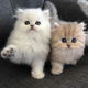 Perzische kittens te koop - 0 - Thumbnail