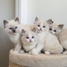 Ragdoll kittens nu beschikbaar