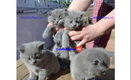 Kittens - 0 - Thumbnail