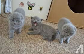 Schattige Scottish Fold-kittens nu beschikbaar - 0