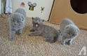 Schattige Scottish Fold-kittens nu beschikbaar - 0 - Thumbnail