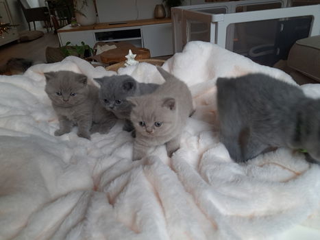 BKH kittens op zoek naar een permanent thuis - 0