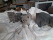 BKH kittens op zoek naar een permanent thuis - 0 - Thumbnail