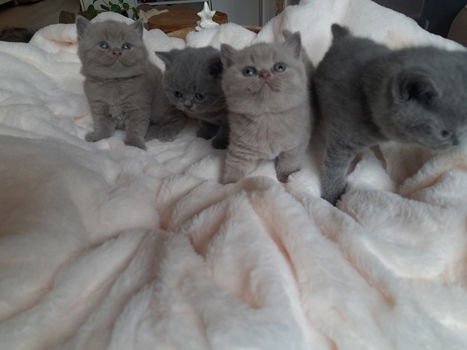 BKH kittens op zoek naar een permanent thuis - 1