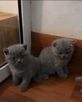 Britse korthaar kittens op zoek naar een nieuw thuis - 0