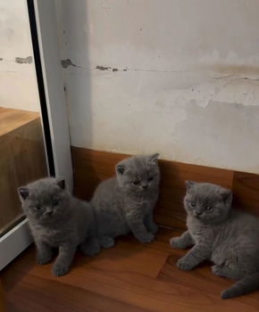 Britse korthaar kittens op zoek naar een nieuw thuis - 1