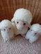 Lieve schapenfamilie - 0 - Thumbnail