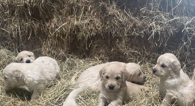 golden retriever puppies - 0