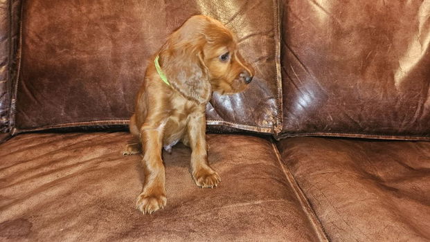 Setter puppy's te koop - 2