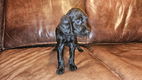 Setter puppy's te koop - 3 - Thumbnail