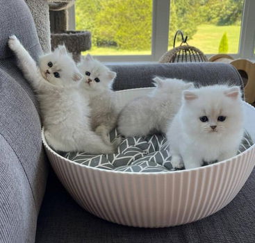 Perzische kittens te koop - 0