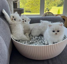 Perzische kittens te koop