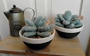 Succulenten in pot - gehaakt - erg apart - 0 - Thumbnail