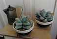 Succulenten in pot - gehaakt - erg apart - 1 - Thumbnail